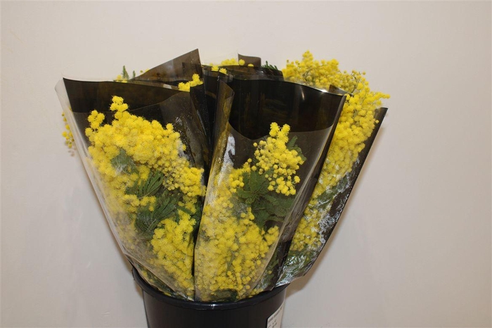 <h4>Mimosa Mirandole 200gr P Bunch</h4>