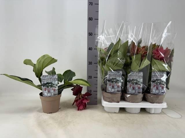 <h4>MEDIN DOLCE ROSSA</h4>