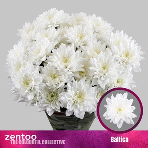 CHR T BALTICA