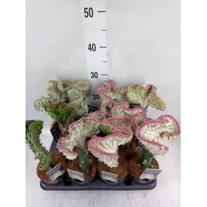 Euphorbia lactea 'Cristata'