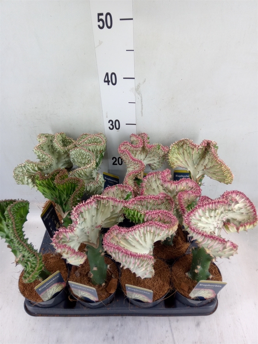 <h4>Euphorbia lactea 'Cristata'</h4>