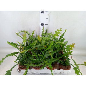 Epiphyllum anguliger