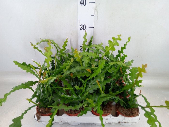 <h4>Epiphyllum anguliger</h4>