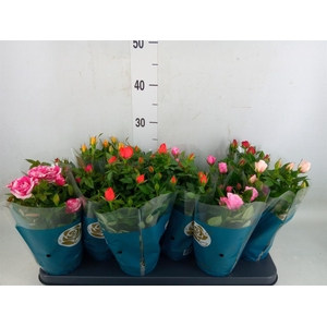 Rosa  'Star Roses'   ...mix