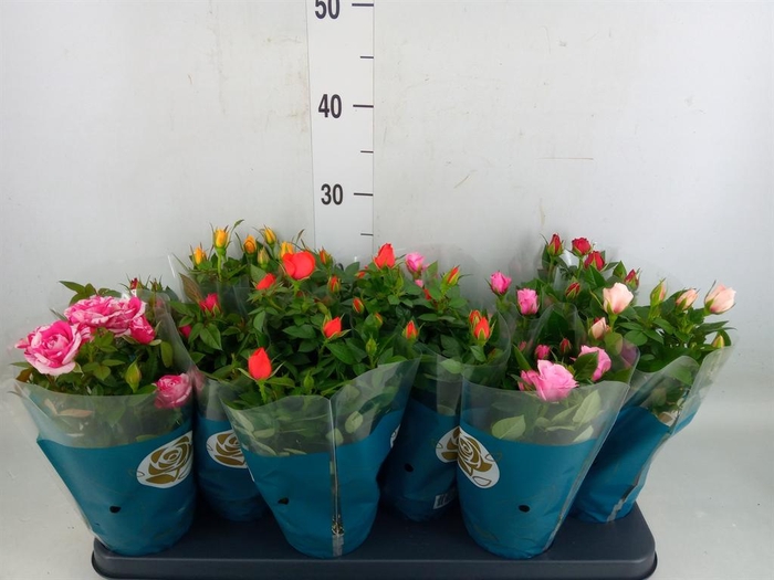 <h4>Rosa  'Star Roses'   ...mix</h4>