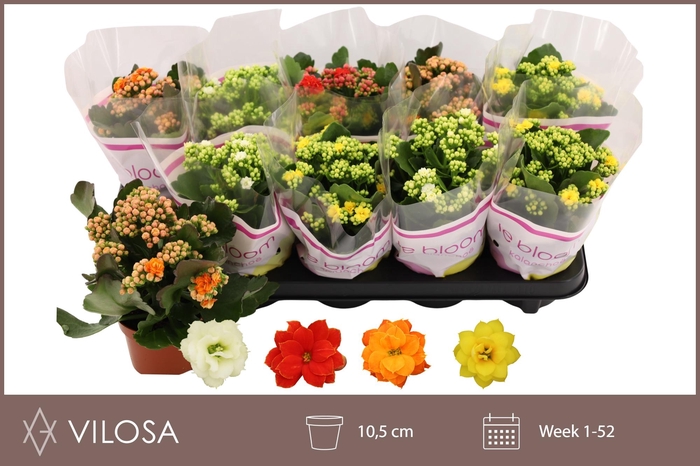 <h4>KAL GE GEM 4 KL</h4>