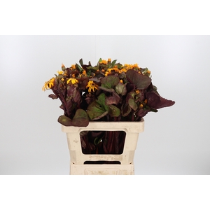 Ligularia Loco