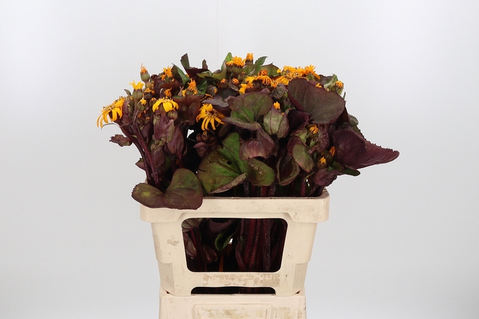 <h4>Ligularia Loco</h4>