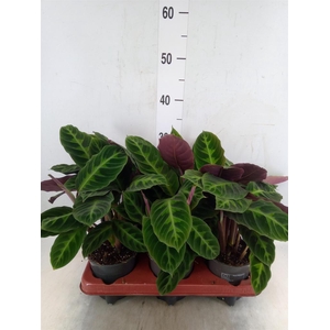 Calathea warscewiczii