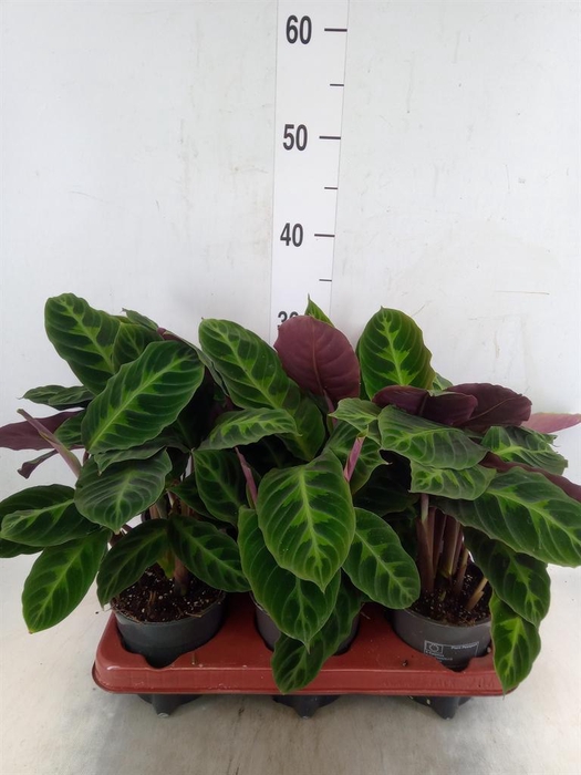 <h4>Calathea warscewiczii</h4>