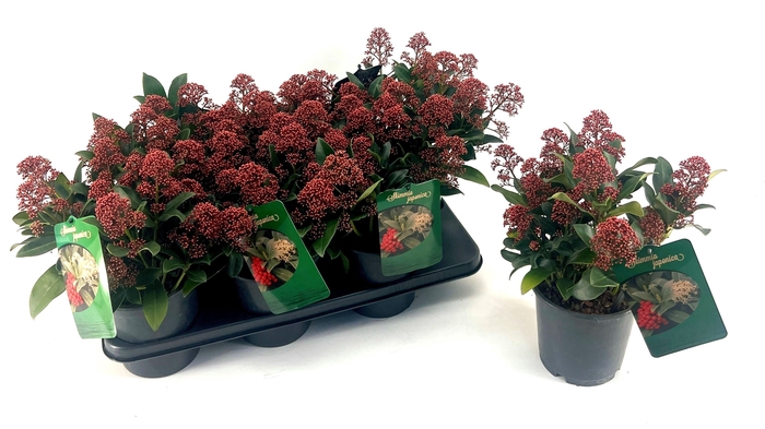 <h4>SKIM J RUBELLA</h4>