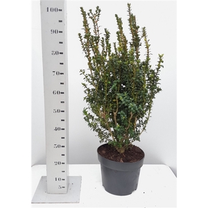 Buxus sempervirens 'Handsworthiensis' 60-80 struik