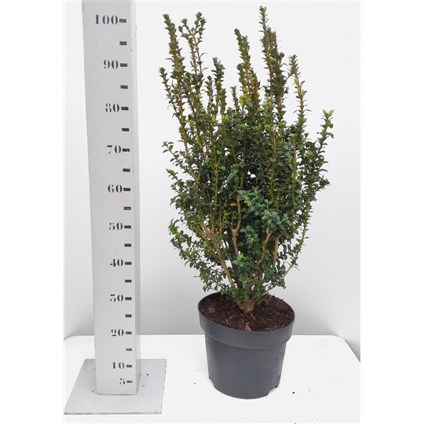 <h4>Buxus sempervirens 'Handsworthiensis' 60-80 struik</h4>