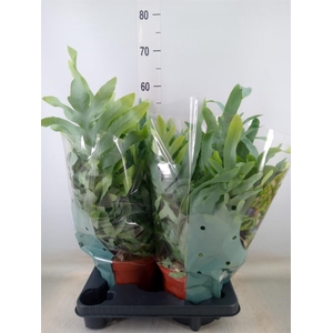 Phlebodium aureum 'Blue Star'