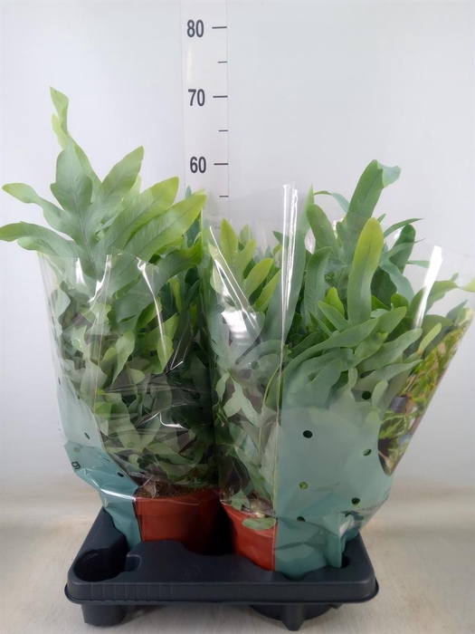 <h4>Phlebodium aureum 'Blue Star'</h4>