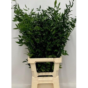 DANAE RACEMOSA PB 100gr