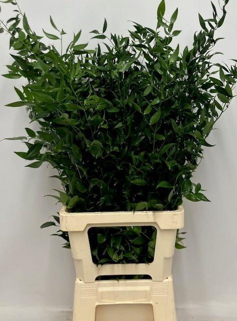 <h4>DANAE RACEMOSA PB 100gr</h4>