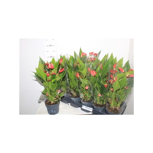 <h4>Anthu A Mil Flow Red 7+ Multiflower</h4>