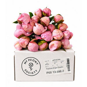 Paeonia Angel Cheeks