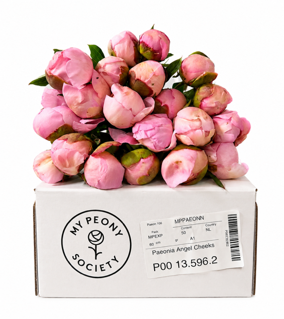 <h4>Paeonia Angel Cheeks</h4>