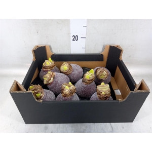 Hippeastrum   ...waxed H%