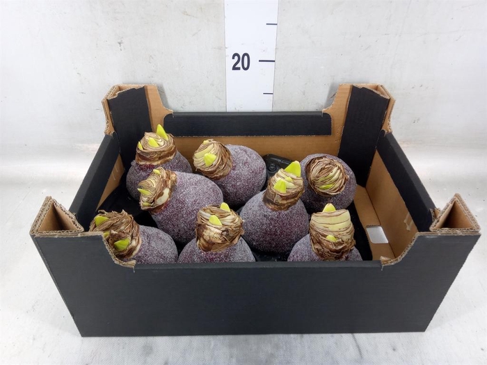 <h4>Hippeastrum   ...waxed H%</h4>