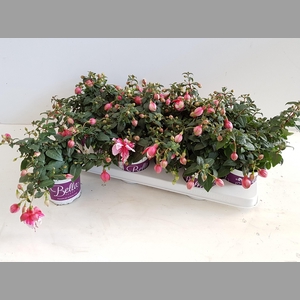 FUCHSIA B F GEM