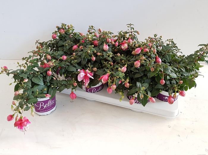 <h4>FUCHSIA B F GEM</h4>