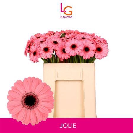<h4>Ge Mi Jolie</h4>