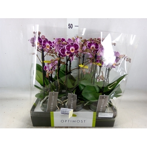 Phalaenopsis multi. 'Bubbles'