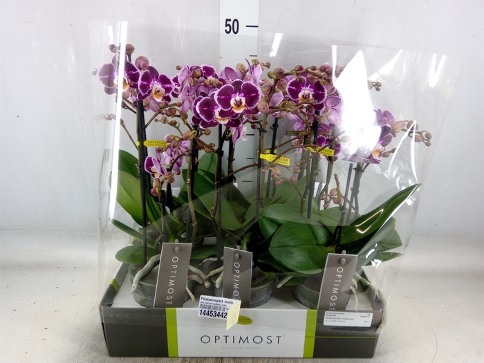 <h4>Phalaenopsis multi. 'Bubbles'</h4>