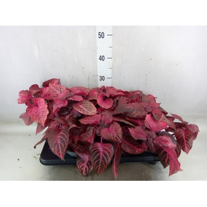 Iresine herbstii 'Rich Redstar'