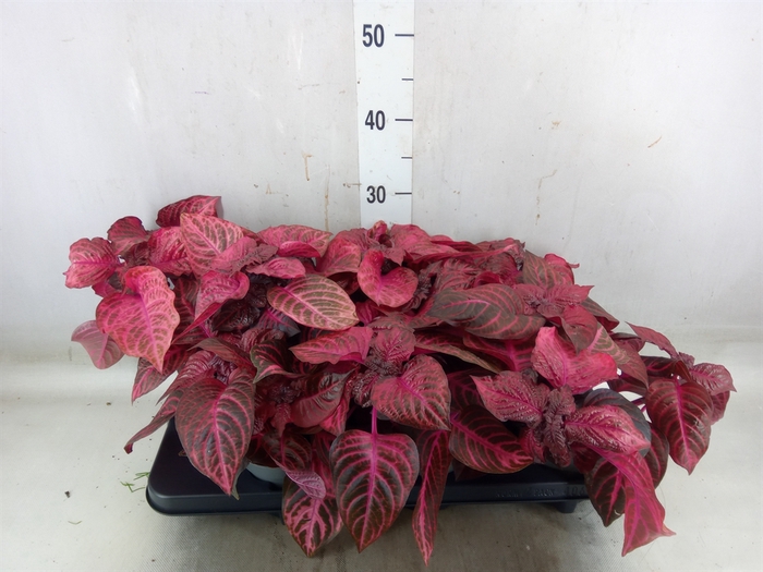 <h4>Iresine herbstii 'Rich Redstar'</h4>