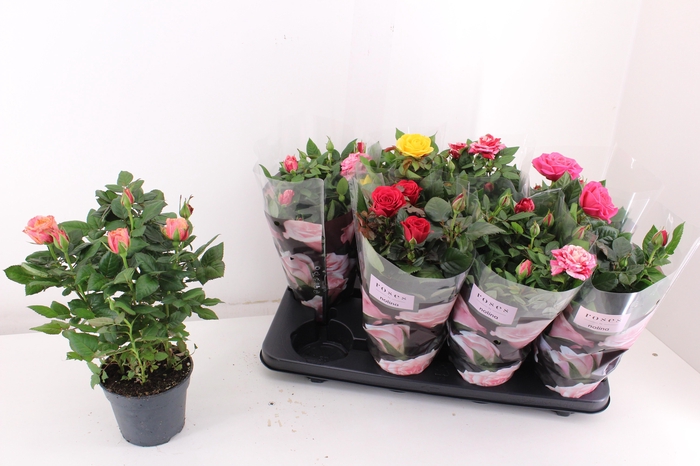 <h4>RO PATHIT GEM 5 SRT</h4>