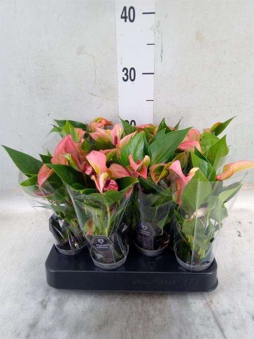 <h4>Anthurium  'Matata'</h4>
