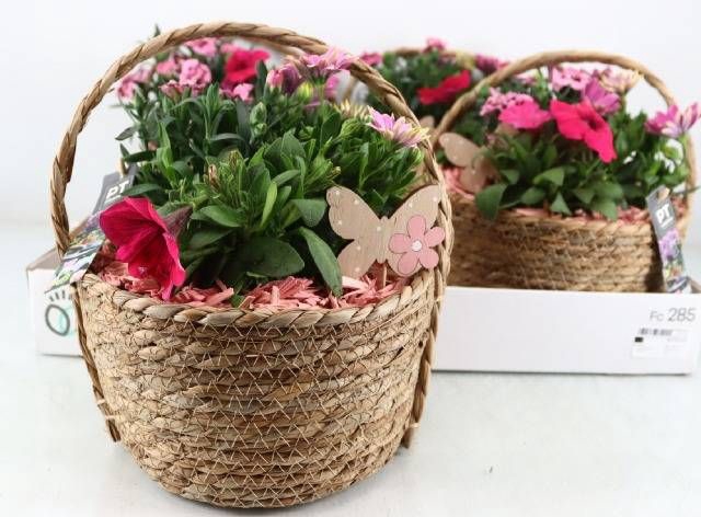 <h4>ARR TUINPLANTEN</h4>
