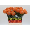 Nutans Ayoba Orange