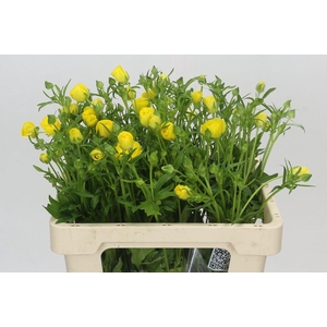 Ranunculus Butterfly Phytalos