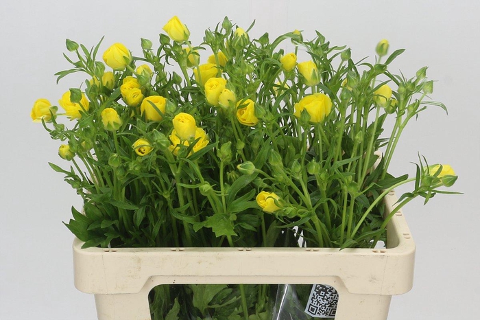 <h4>Ranunculus Butterfly Phytalos</h4>