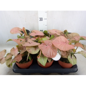 Syngonium   ...