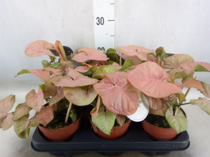 <h4>Syngonium   ...</h4>