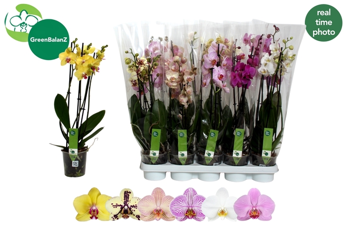 <h4>PHAL GEM 6 KL</h4>