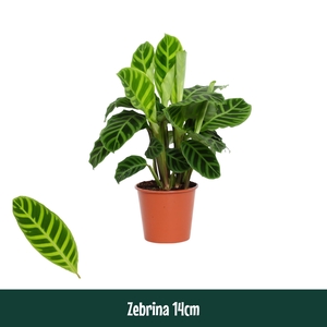 Calathea 14cm Zebrina