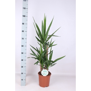 YUCCA