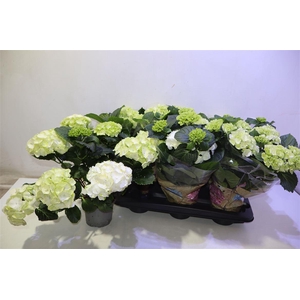 arr8 Hydr M Schneeball