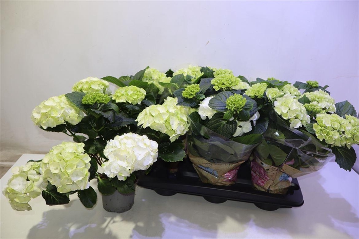 <h4>arr8 Hydr M Schneeball</h4>