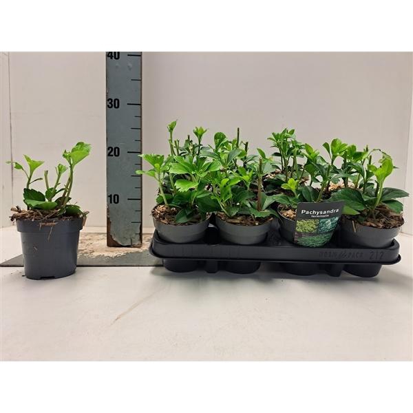 <h4>Pachysandra terminalis P9.5</h4>