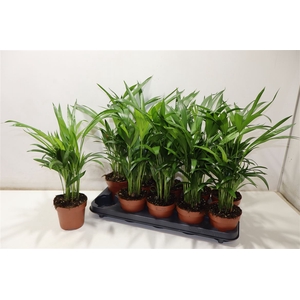 Dypsis Lutescens