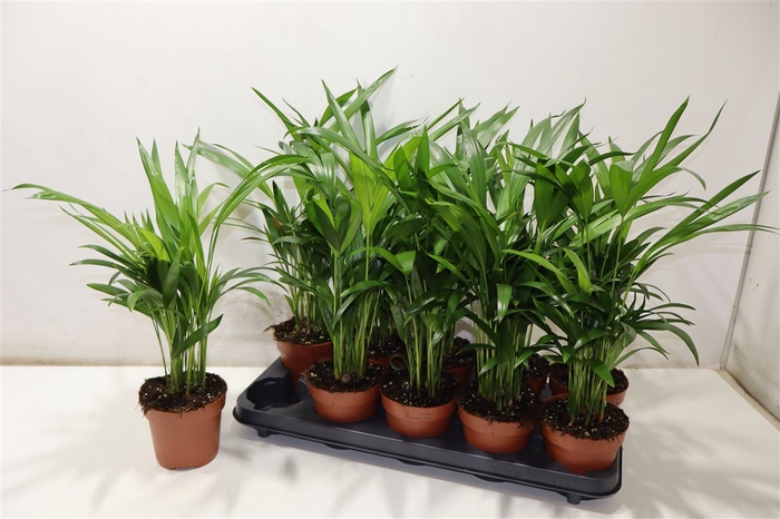 <h4>Dypsis Lutescens</h4>