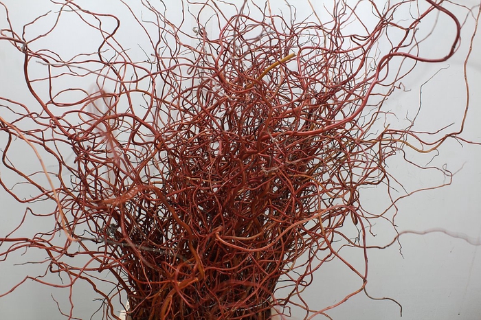 <h4>Salix Ov Bs</h4>